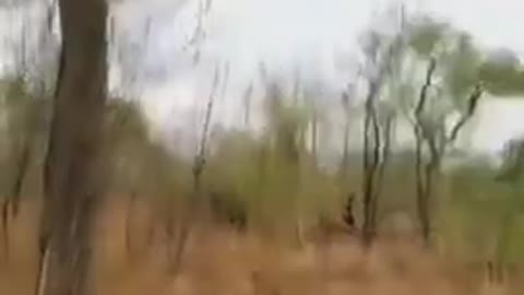 Dog Out from tree #dogfunnyvideo