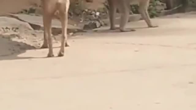 Monkey trolls a dog viral video