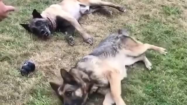 BANG BANG Puppers play dead! 😂🐶
