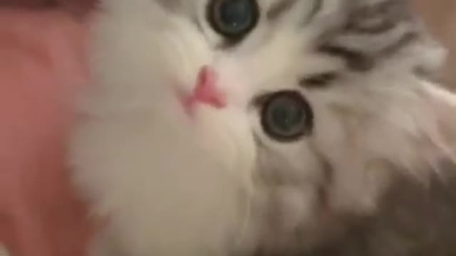 Cute and Funny Cat Videos to Keep You Smiling! 🐱