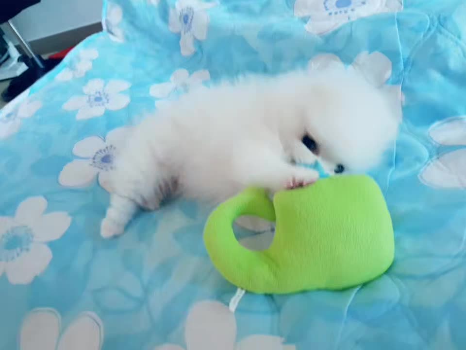 Puppy playing with a doll