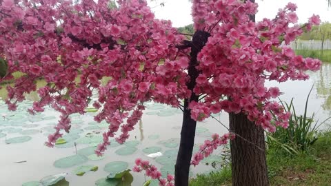 This tree is full of flowers