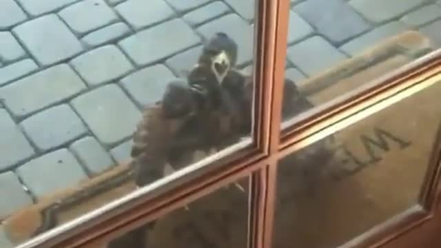 Let me in..! Eagle Edition