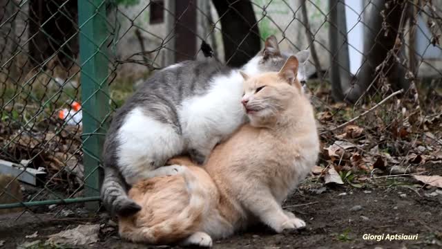 Cats mating on the bench//////////