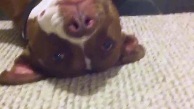 Impossible not to laugh with this dog