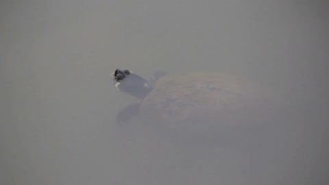 Turtle with Head above Water swims away