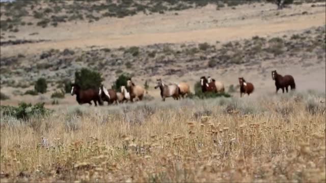 Amazing wild horses