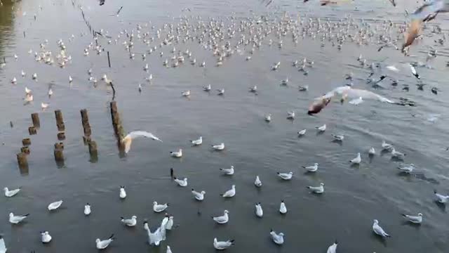 Flock Of Seagulls Flying Freely Over Water