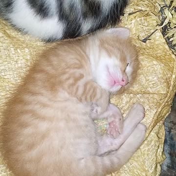 Petit cat 🐱🐱 cat 🐈🐈