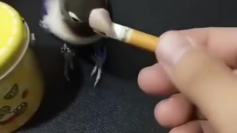 Smart Bird 😎