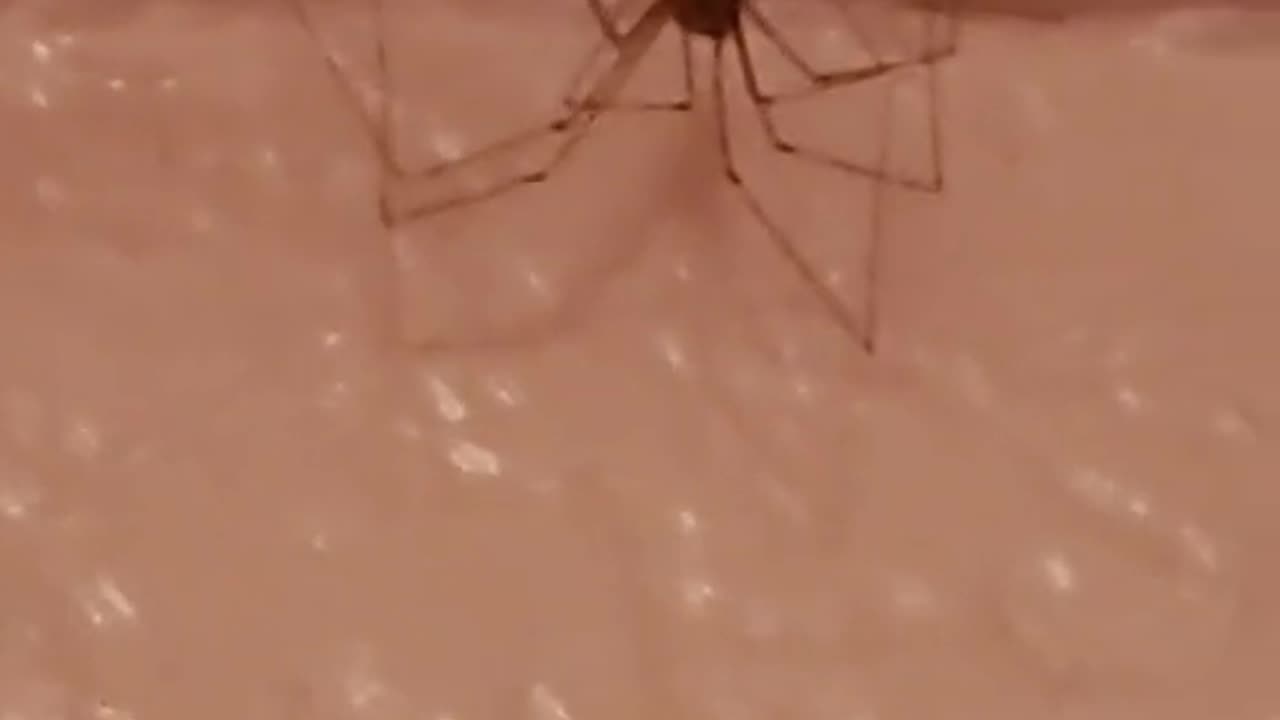 Spider thought