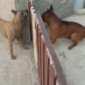 Trying to be Rough and Tuff