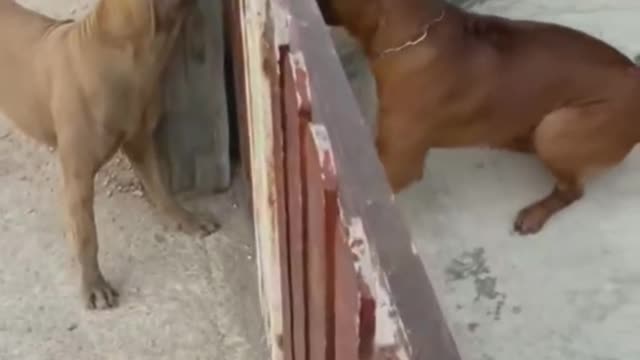 Trying to be Rough and Tuff