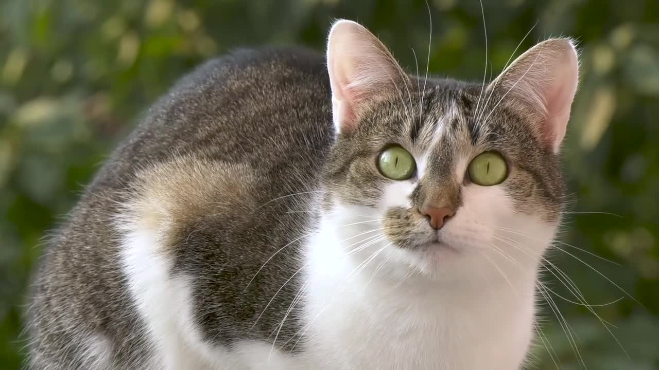 Cute cat nice video 😘😘 amizing cat very cute😘😘 awesome cute cat nice video 😘😘😘 niceeeee 😘😘😘