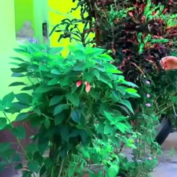 Viral hot bhojpuri song