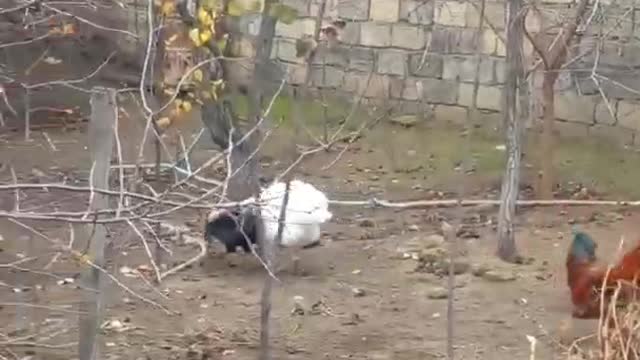 Cock fight with turkey