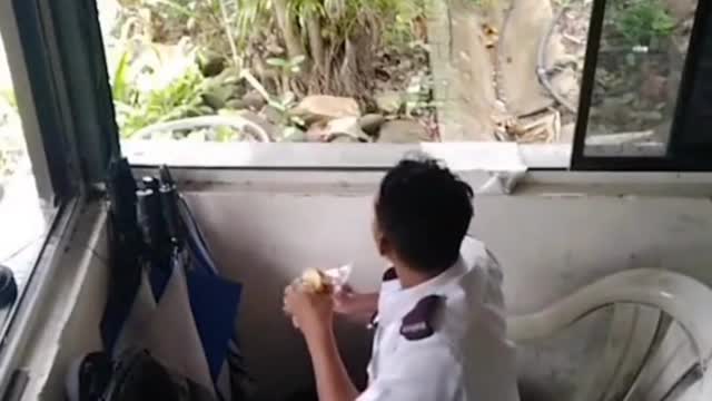 Are all monkeys so arrogant nowadays?