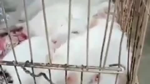 Cute white mice
