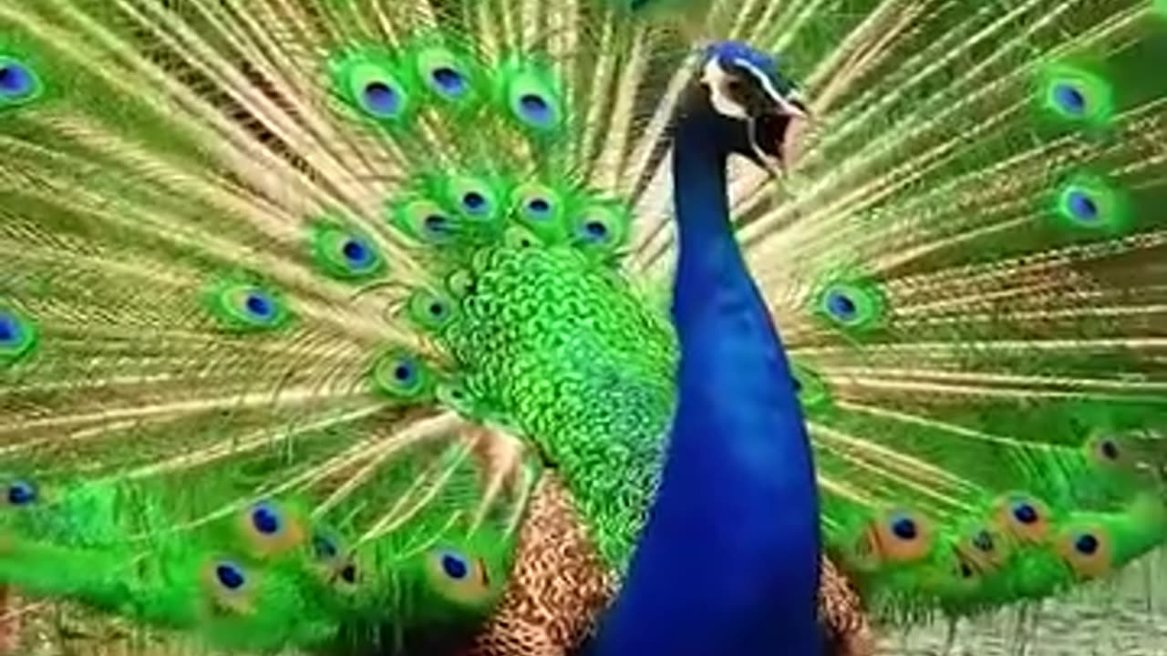 Amazing colourfull peacock