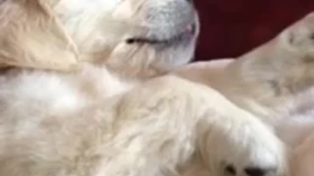 Dreaming puppy thinks she's feeding in her sleep