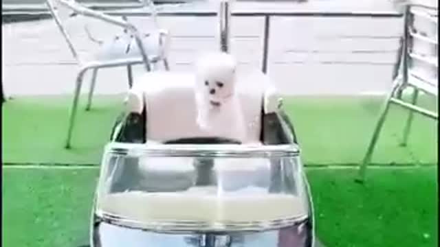 videoplayback