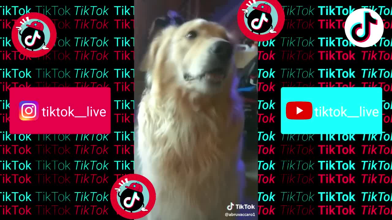 Funny Tiktok cats and dogs