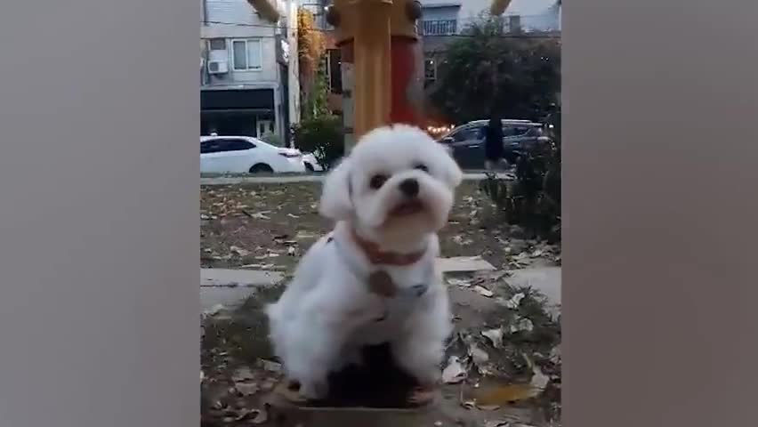 Poodle enjoys being perched on park swing