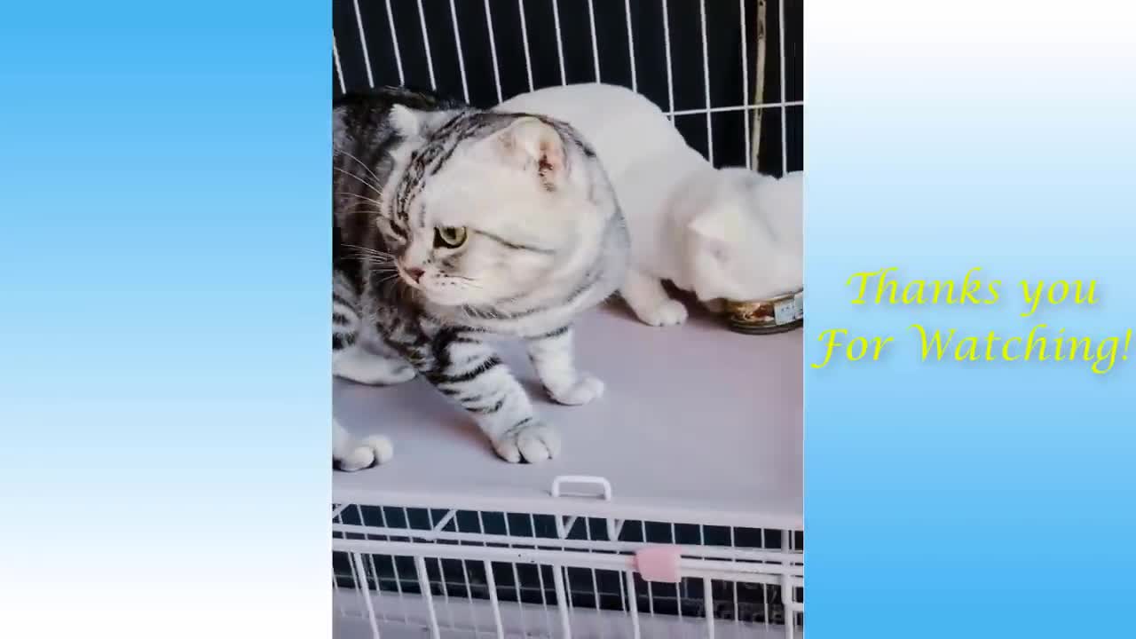 COMPILATION #5 - Cute Pets and Cats, Funny Animals Compilation - Pets Garden crazy puppies