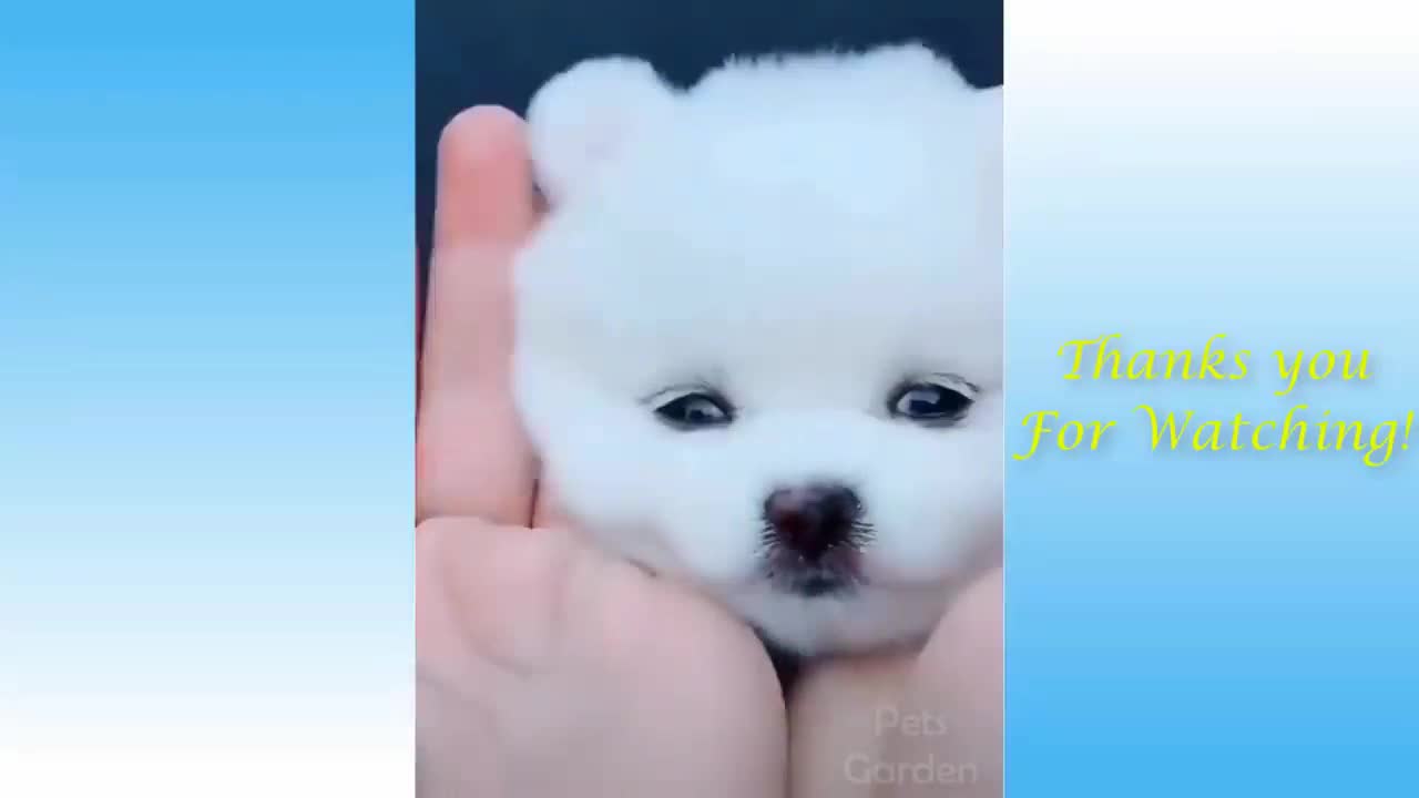 Smart White Puppy