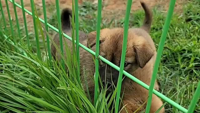 Jindo Island in Korea. Jindo Dog.