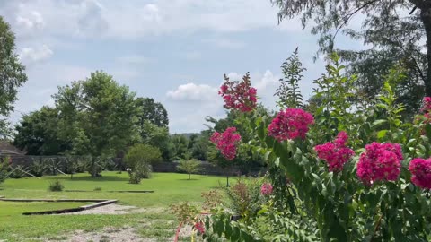 Mein Sommer Garten July 2024