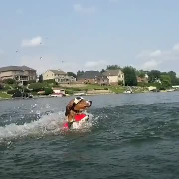 T he cutes jump Have you seen your dog jumps like this to catch the ball