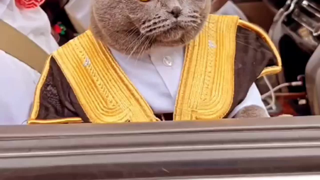 Sultan Cat