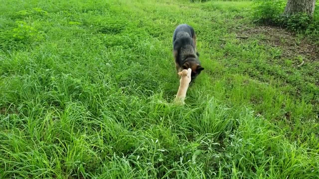 How a German Shepherd and a Kitten Became Best Friends