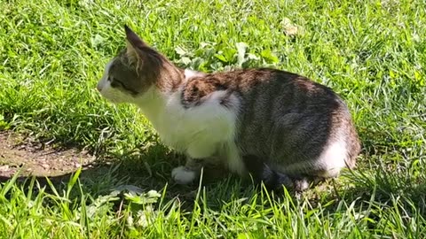 Cute street cats. These cats are so cute.