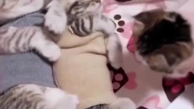 Baby Cats - Cute and lovely Funny Cats Video