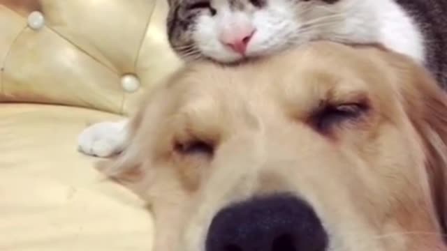 Gentle Golden Retriever Adorers Cat Best Friends Newborn Kittens❤️❤️