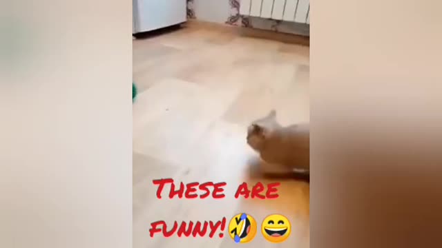 Kittens in funny and cute scenes