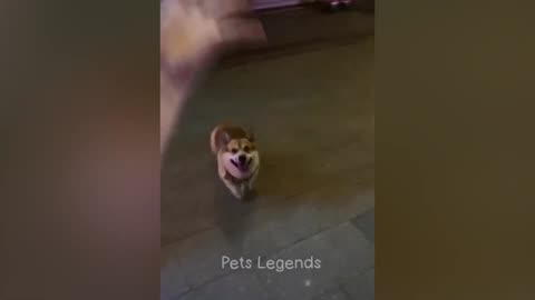 Funniest Animals 2024 🤣 New Funny Cats and dogs videos😹🐶