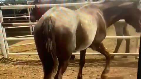 Red roan BLM mare at Stroud