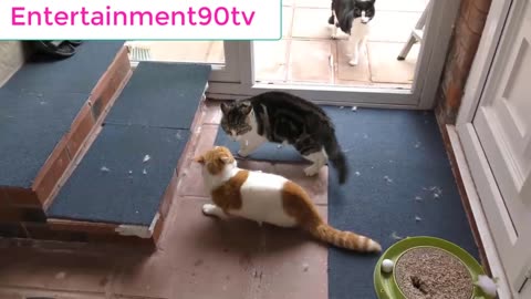 funny cat videos