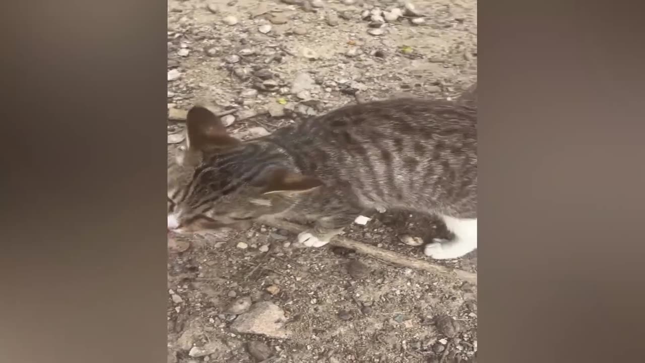 cutet cat and dog