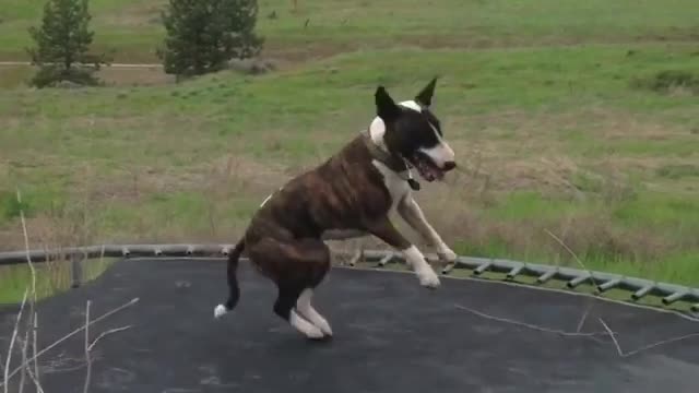 Bull Terrier Merrily Jumps On Trampoline