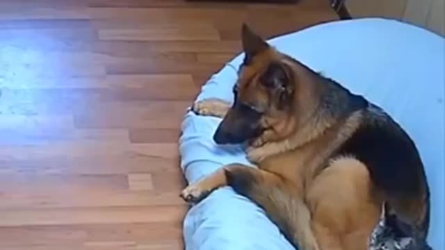 Funny dogs videos