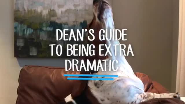 Brown white dog sits brown on couch and howls