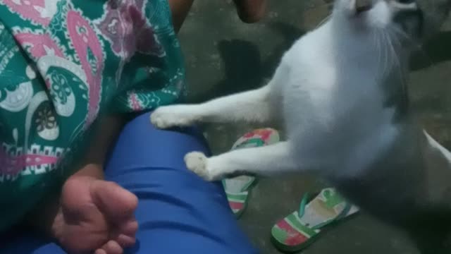 Gato pedindo comida