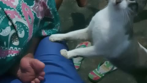 Gato pedindo comida