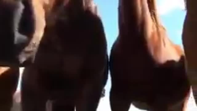 Beautiful Horses the best Horse