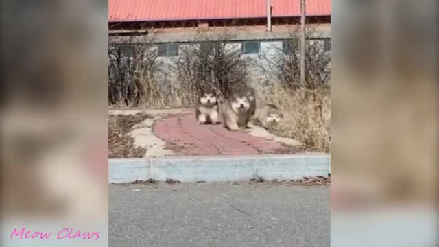 Baby Alaskan Malamute cutest and funniest moments new complications