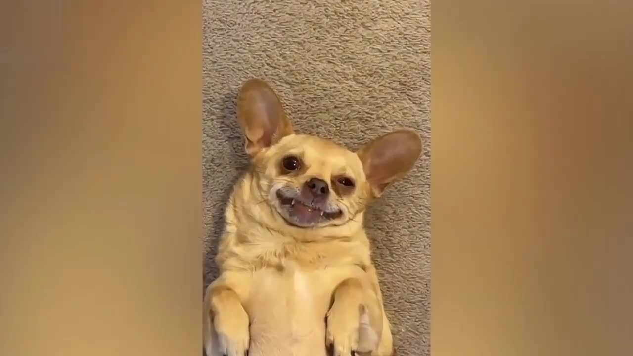 funny animal video try to not laught